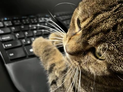 Kočka s klávesnicí