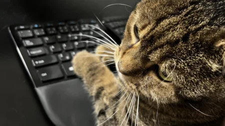 Možná je to otravné, ale kočka má několik důvodu, proč vám chodí po klávesnici nebo lehá na notebook. Vysvětlení je prosté