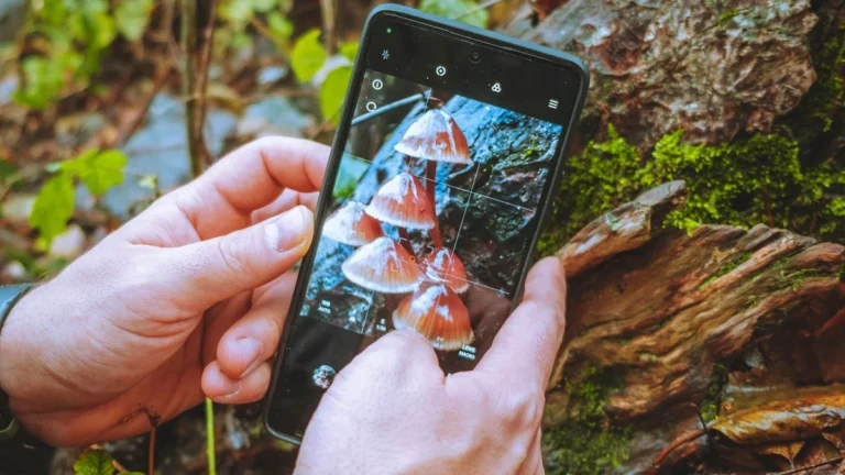 Rozpoznávání hub pomocí aplikace na telefonu