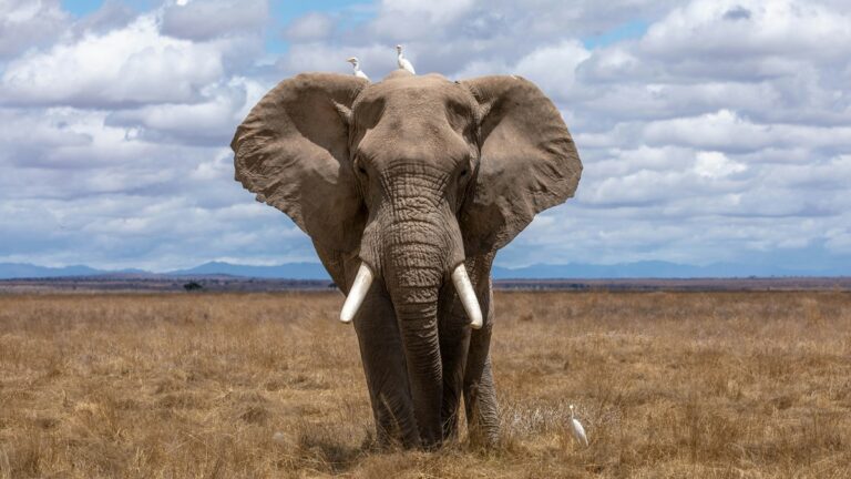 Afrika, slon