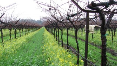 Biodynamické farmy sází podle fází Měsíce a zakopávají do země rohy krav. Vědci zkoumali, jestli to funguje